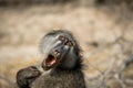 Chacma baboon yawning in the Kruger