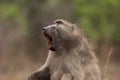 Chacma baboon yawning