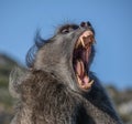 Chacma Baboon 'yawning'