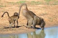 Chacma baboon with young drinking water