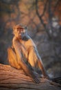 Chacma baboons