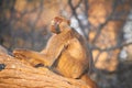 Chacma baboons