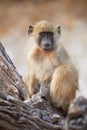 Chacma baboons