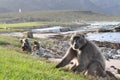 Chacma baboons in Cape point, south africa Royalty Free Stock Photo