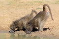 Chacma baboons drinking water - South Africa