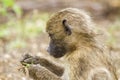 Chacma baboons eating in the bush in Kruger park