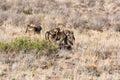 Chacma Baboons Foraging