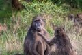 Chacma baboons grooming