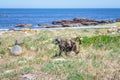 Chacma baboons Papio ursinus feeding on wild vegetation next to a coastline, Cape Point Royalty Free Stock Photo