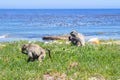 Chacma baboons Papio ursinus feeding on wild vegetation next to a coastline, Cape Point Royalty Free Stock Photo