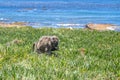 Chacma baboons Papio ursinus feeding on wild vegetation next to a coastline, Cape Point Royalty Free Stock Photo