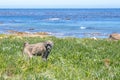 Chacma baboons Papio ursinus feeding on wild vegetation next to a coastline, Cape Point Royalty Free Stock Photo