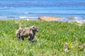 Chacma baboons Papio ursinus feeding on wild vegetation next to a coastline, Cape Point Royalty Free Stock Photo