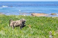 Chacma baboons Papio ursinus feeding on wild vegetation next to a coastline, Cape Point Royalty Free Stock Photo