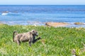 Chacma baboons Papio ursinus feeding on wild vegetation next to a coastline, Cape Point Royalty Free Stock Photo