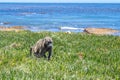 Chacma baboons Papio ursinus feeding on wild vegetation next to a coastline, Cape Point Royalty Free Stock Photo