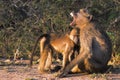 Chacma baboons (Papio ursinus).