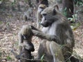 Chacma baboons Royalty Free Stock Photo