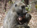 Chacma baboons Royalty Free Stock Photo