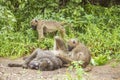Chacma baboons playing in the bush in Kruger park