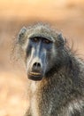 Chacma Baboons sitting in the African sun Royalty Free Stock Photo
