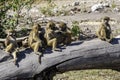 Chacma or Cape Baboon, babies sitting on a log, playing, funny, Royalty Free Stock Photo