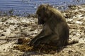 Chacma or Cape Baboon, eating dung,