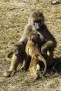 Chacma or Cape Baboon, Mother and baby Royalty Free Stock Photo