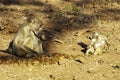 Chacma or Cape Baboon, Mother and baby eating dung, Royalty Free Stock Photo