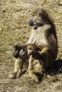 Chacma or Cape Baboon, Mother and baby Royalty Free Stock Photo