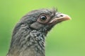 Chaco chachalaca Royalty Free Stock Photo