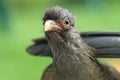 Chaco chachalaca Royalty Free Stock Photo