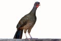 Chaco Chachalaca; Ortalis canicollis; isolated on white Royalty Free Stock Photo