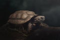 Chaco tortoise or Argentine Tortoise Royalty Free Stock Photo