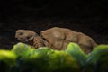 Chaco tortoise or Argentine Tortoise Royalty Free Stock Photo