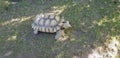 Chaco tortoise outdoor Royalty Free Stock Photo