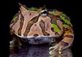 Chacoan Horned Frog, Cranwell`s horned frog