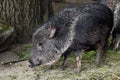 Chacoan peccary (Catagonus wagneri), also known as the tagua. Royalty Free Stock Photo