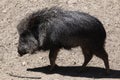 Chacoan peccary (Catagonus wagneri), also known as the tagua. Royalty Free Stock Photo
