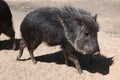 Chacoan peccary (Catagonus wagneri), also known as the tagua. Royalty Free Stock Photo