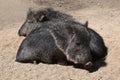 Chacoan peccary (Catagonus wagneri), also known as the tagua. Royalty Free Stock Photo