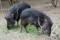 Chacoan peccary Catagonus wagneri Royalty Free Stock Photo