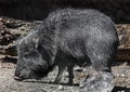 Chacoan peccary 1 Royalty Free Stock Photo