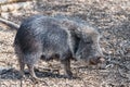 Chacoan Peccary Royalty Free Stock Photo