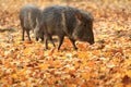 Chacoan peccary Royalty Free Stock Photo