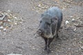 Chacoan peccary Royalty Free Stock Photo