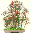 Chaenomeles cathayensis bonsai plant