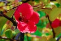 Chaenomeles cathayensis, Japanese quince flower with red petals Royalty Free Stock Photo