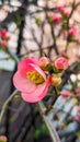 Chaenomeles cathayensis quince bush bloom in early spring.