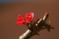 Chaenomeles flower Royalty Free Stock Photo